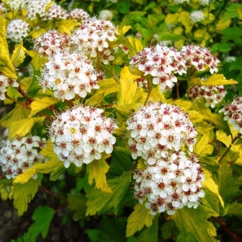 Physocarpus op. Luteus, Golden Ninebark - Pb6.5 - Image 2