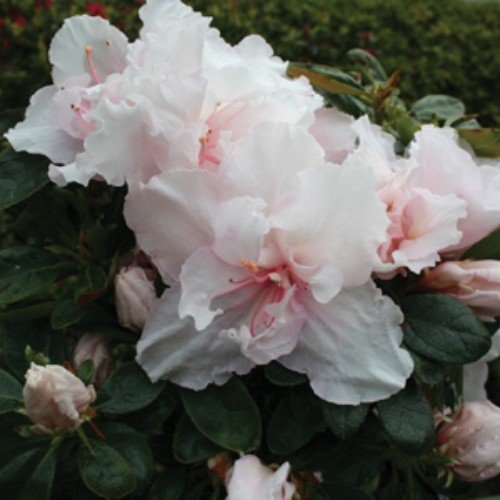 Azalea Little Girl - 1.25Ltr - Image 2