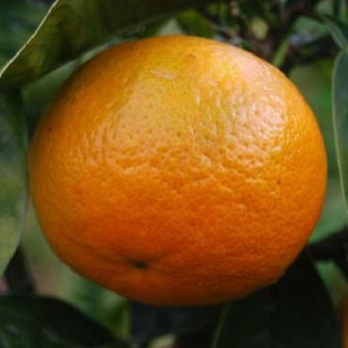 Orange Best Seedless