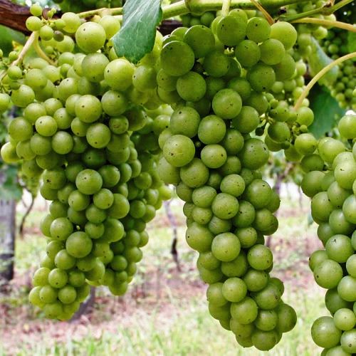 Grape Sauvignon Blanc - Pb6.5