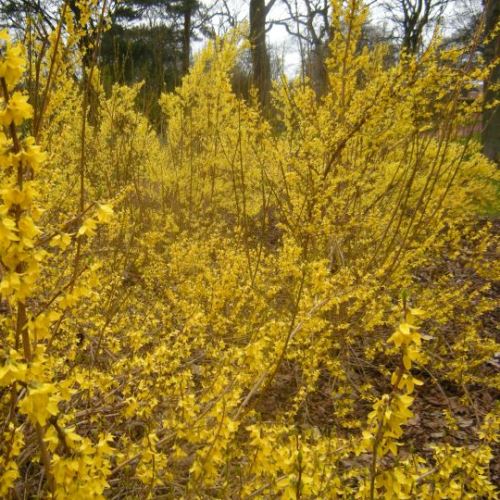 Forsythia Karl Sax - Pb6.5 - Image 2
