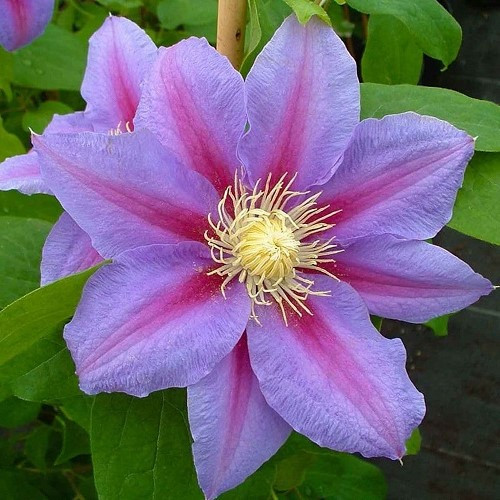 Clematis Barbara Jackman - 3.5Ltr - Image 2