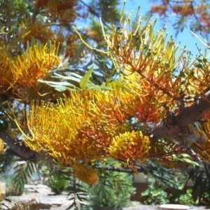 Grevillea robusta, Silky Oak - Pb6.5