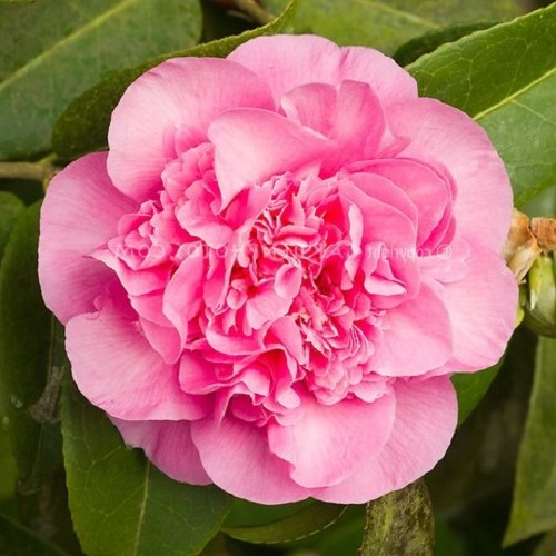 Camellia Debbie - 2.5Ltr/3.5Ltr - Image 2