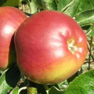 Apple Priscilla - Pb12