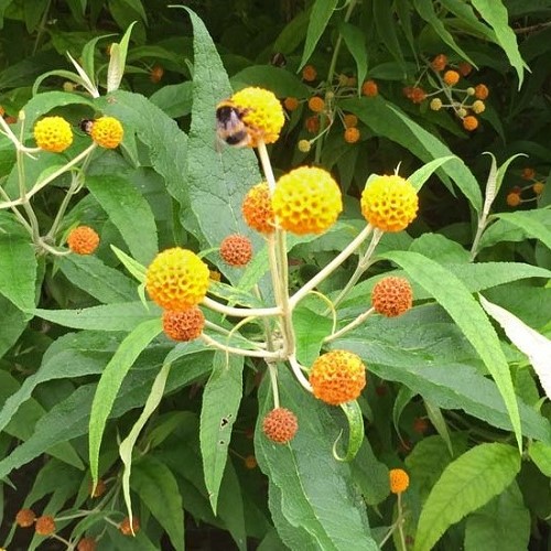 Buddleia globosa, Orange Ball Tree - 1.7Ltr - Image 2