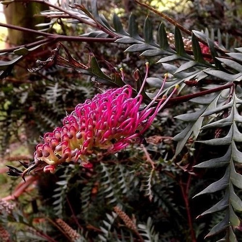 Grevillea Poorinda Peter - 6Ltr - Image 2