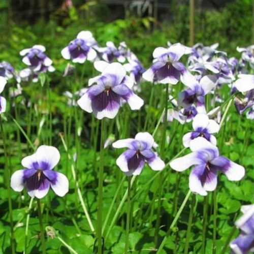 Viola hederacea - 14cm pot