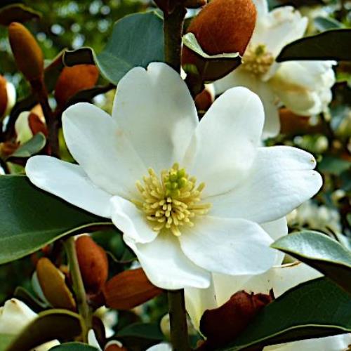 Michelia Warm Fuzzies - 2.5Ltr - Image 2