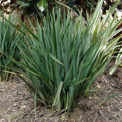 Dianella r. Little Rev - 2Ltr - Image 2