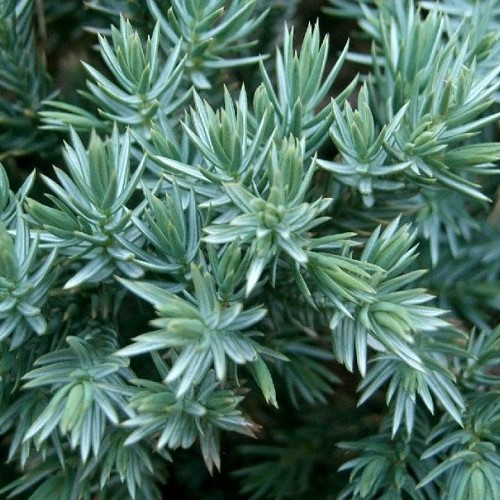 Juniperus Blue Star - 2.5Ltr - Image 2
