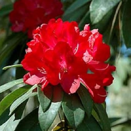 Rhododendron Bibiana - 6Ltr - Image 2