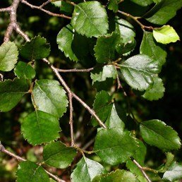 Nothofagus menziesii, Silver Beech