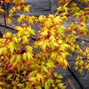 Acer Ueno Yama - Pb28