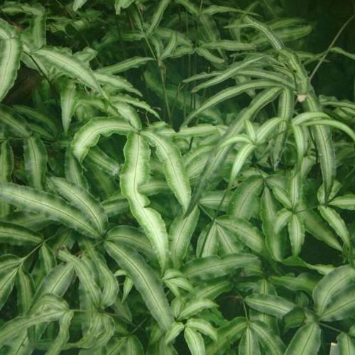 Pteris c. Variegated, Cretan Brake Fern - 1Ltr - Image 2