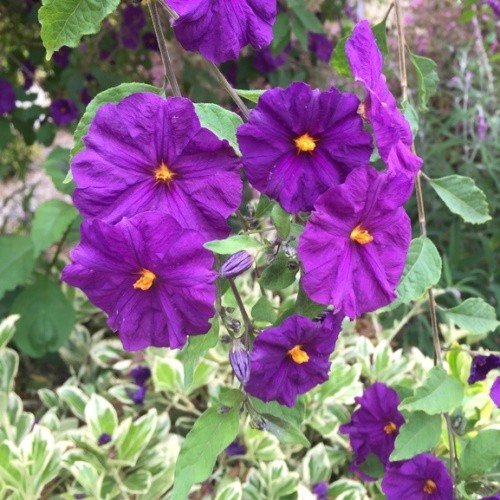 Lycianthes rantonnei - pb6.5 (90cm) - Image 2