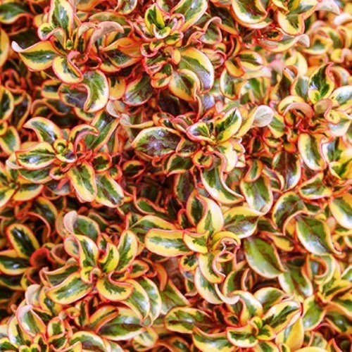 Coprosma Golden Star - Pb6.5 - Image 2