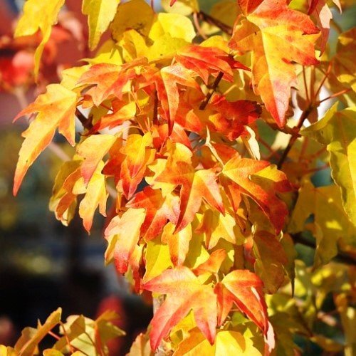 Acer buergerianum, Trident Maple - Pb12/Pb18