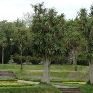 Cordyline australis, Cabbage Tree - Pb8/5Ltr