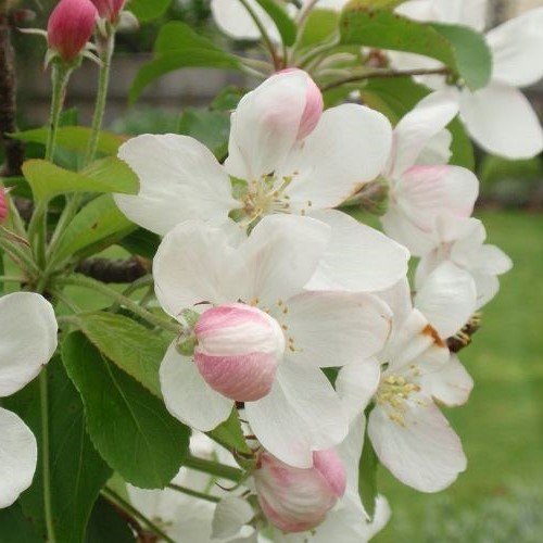 Malus Jack Humm, Crabapple - Pb18 - Image 2