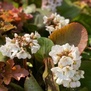 Bergenia Joy Snowbells - 1.5Ltr