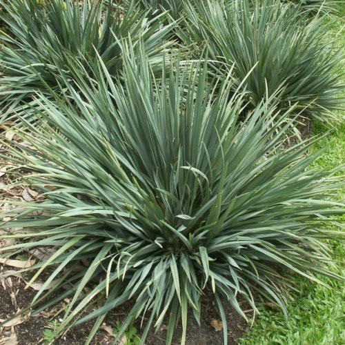 Dianella r. Blue Twist - Pb6.5