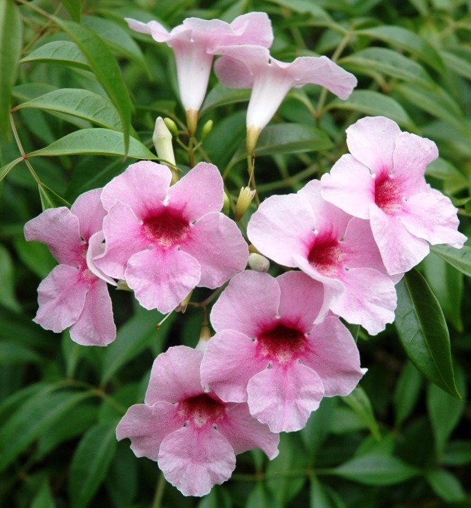 Pandorea jas. Deep Pink, Bower Vine - Pb6.5