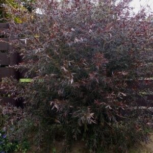 Leptospermum Copper Sheen, Shining Tea Tree - Pb5/1.9Ltr (70/100)