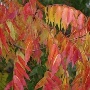 Pistacia chinensis, Chinese Pistache - Pb28/Pb40 (240/260)