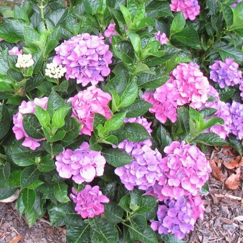 Hydrangea Zurich - Pb6.5 - Image 2