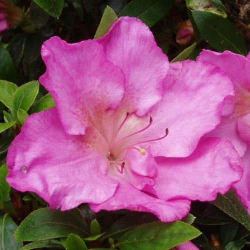 Azalea Shiko - 1.25Ltr