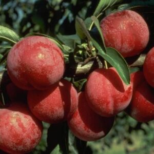 Plum Satsuma - Pb18