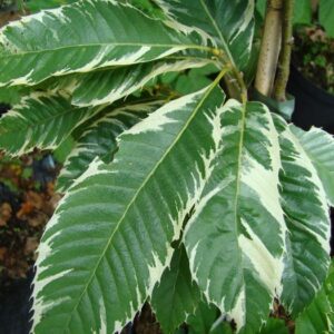 Castanea s. Variegata, Variegated Sweet Chestnut - Pb28