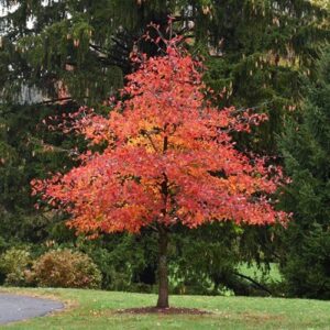 Nyssa sylvatica, Tupelo - Pb6.5