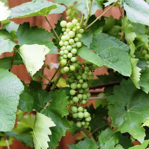 Grape Himrod, seedless - Pb5 - Image 4