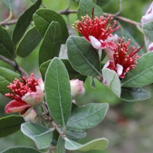 Feijoa sellowiana, Pineapple Guava - Pot
