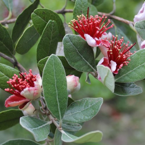 Feijoa sellowiana, Pineapple Guava - Pot