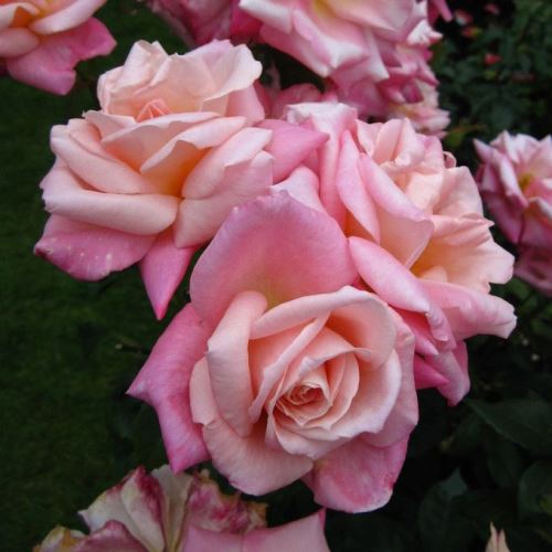 Rose Pink Parfait (floribunda) - Image 2