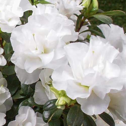 Azalea Tamihana - 1.25Ltr - Image 2