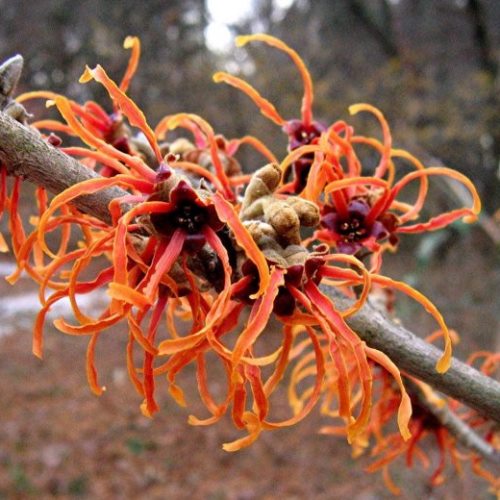 Hamamelis x Jelena, Witch Hazel - Pb18/Pb28 (170/200) - Image 2