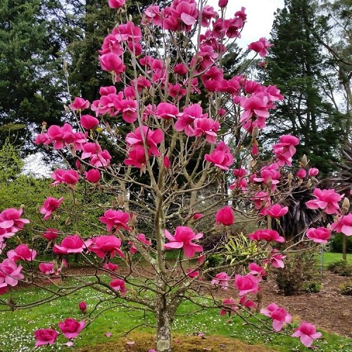Magnolia Felix Jury - Pb28 (1.8m/2m)