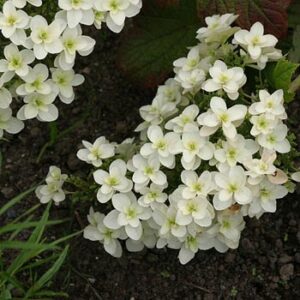 Hydrangea Snowflake - Pb6.5 (20/45)