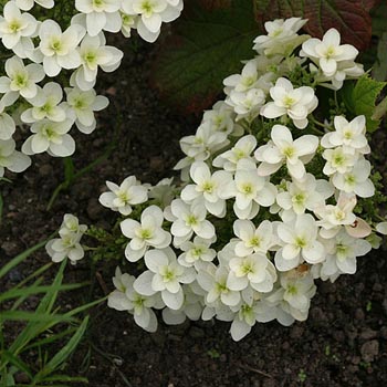 Hydrangea Snowflake - Pb6.5 (20/45)
