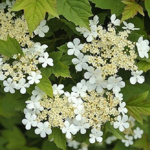 Viburnum opulus Nanum, Dwarf Cranberry Bush - 2.5Ltr - Image 2