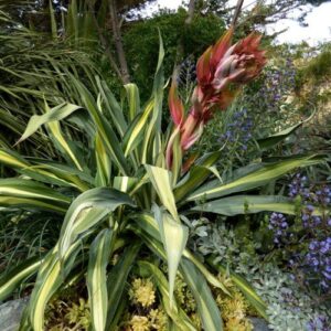 Beschorneria yuccoides Variegata - Pb28