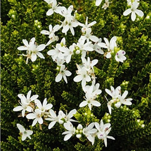Hebe Emerald Gem - Pot - Image 2