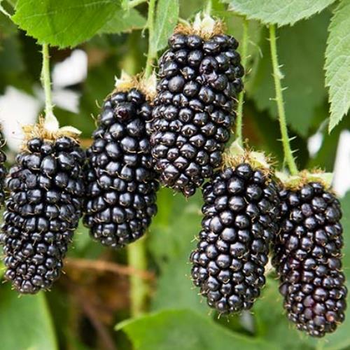 Blackberry Karaka Black - Pb5