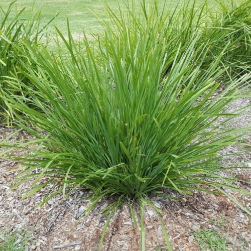 Lomandra l. Swampy - 1.5Ltr/2Ltr