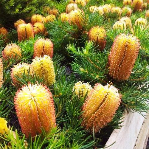 Banksia Birthday Candles - 1.5ltr/pb6.5 (20/30)