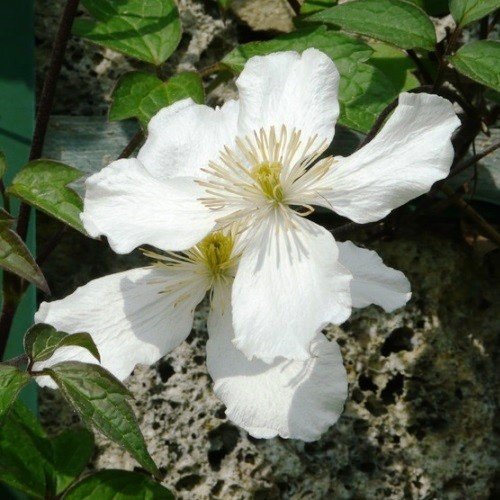 Clematis Spooneri - Pb6.5 - Image 2